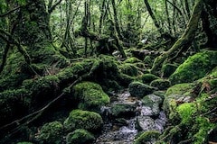 Yakushima Regenwald in Japan