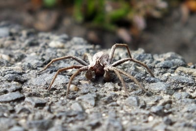Nosferatu-Spinne: gruselig, aber ziemlich ungefährlich