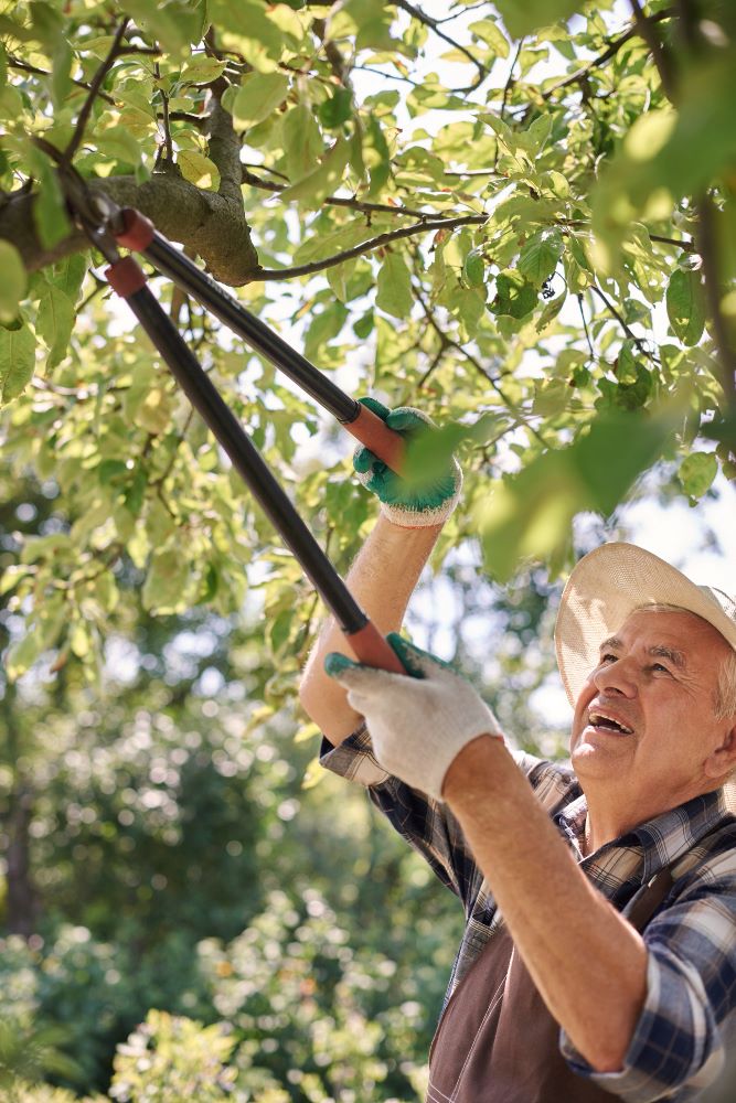 Baum beschneiden der richtiger Zeitpunkt