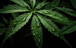 Cannabis: Ist die Pflanze wirklich ungefährlich?