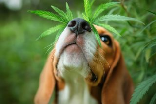 Cannabis bei Tieren