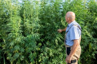 Selbst Cannabis anbauen: Wo liegen die rechtlichen Grenzen?