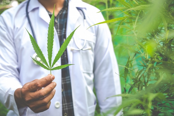 Cannabis Verordnung