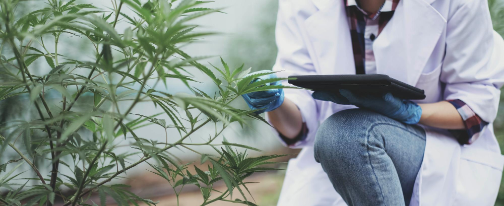 Sichtbare Qualität – woran du gute Cannabis Samen erkennst