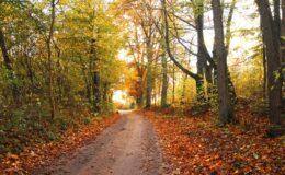 Herbst in Rheinland-Pfalz: Wanderwege und Ausflugsziele bei jedem Wetter
