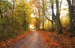 Herbst in Rheinland-Pfalz: Wanderwege und Ausflugsziele bei jedem Wetter