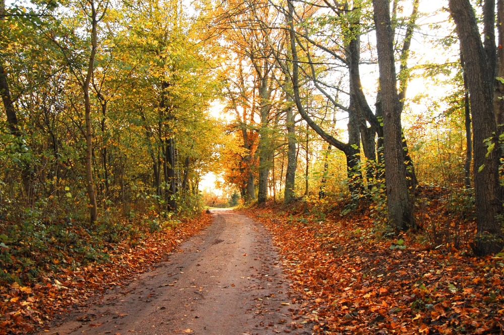 Herbst in Rheinland-Pfalz: Wanderwege und Ausflugsziele bei jedem Wetter