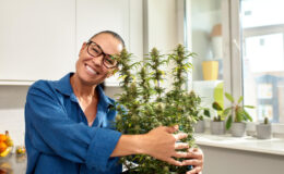 Premium Cannabis Samen – das zeichnet sie aus