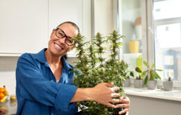 Premium Cannabis Samen – das zeichnet sie aus