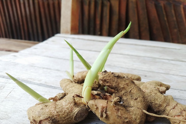Nachhaltiger Anbau von Ingwer
