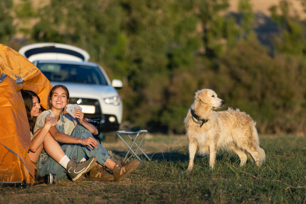Camping mit Hund: Was erlaubt ist und worauf man achtet