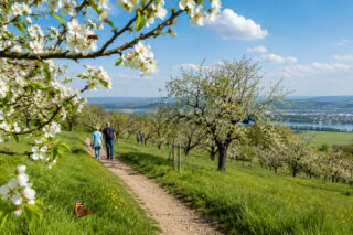 Streuobstwiesenrundweg Heimbach-Weis – 3,6 Kilometer mit weitem Blick